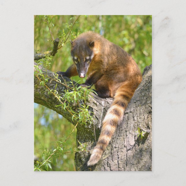 Carte Postale Coati sud-américain en succursale (Devant)