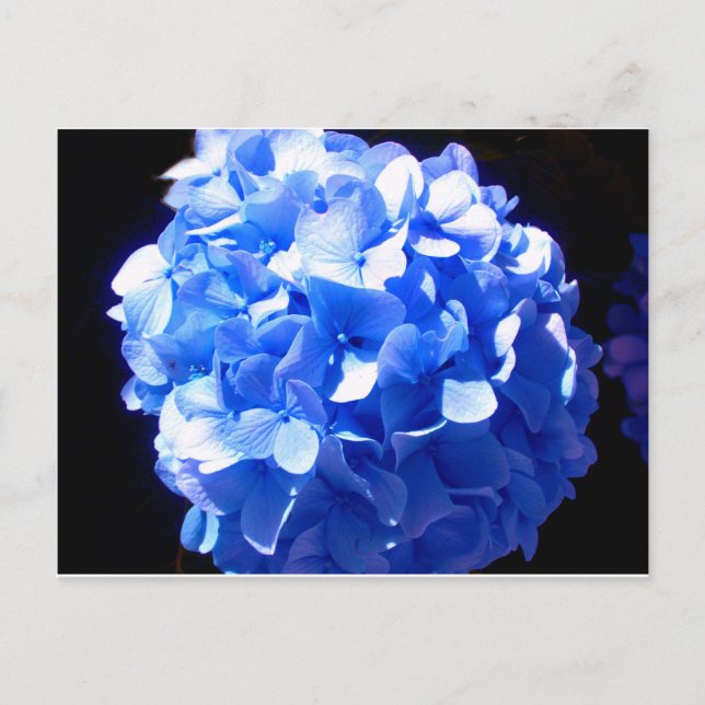 Carte Postale Cobalt bleu floral élégant bleu hydrangées (Devant)