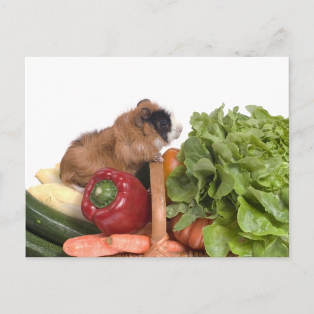 Carte Postale cobaye dans un panier de légumes (Devant)