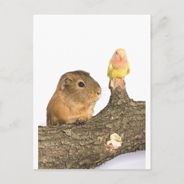 Carte Postale cobaye et oiseau jaune (Devant)