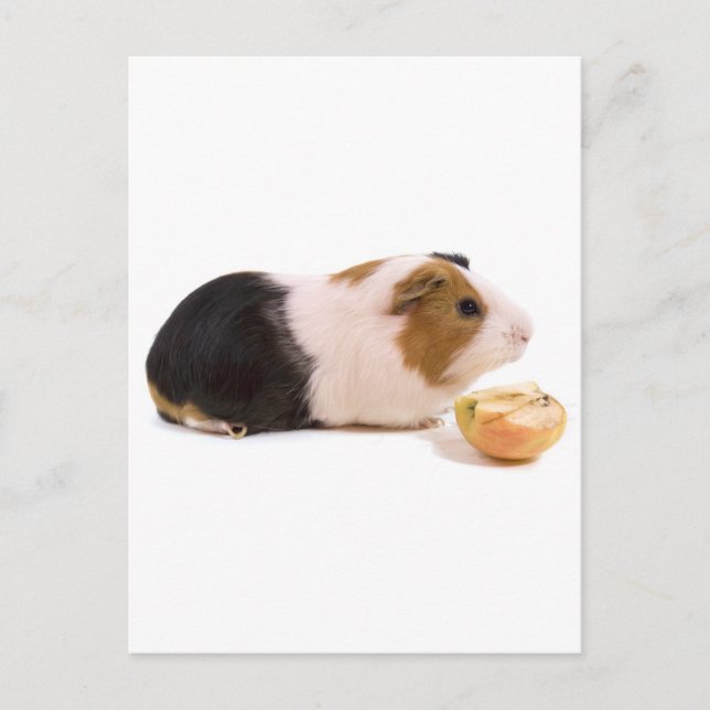 Carte Postale cobaye mangeant une pomme (Devant)