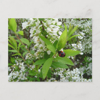 Carte Postale Coccinelle