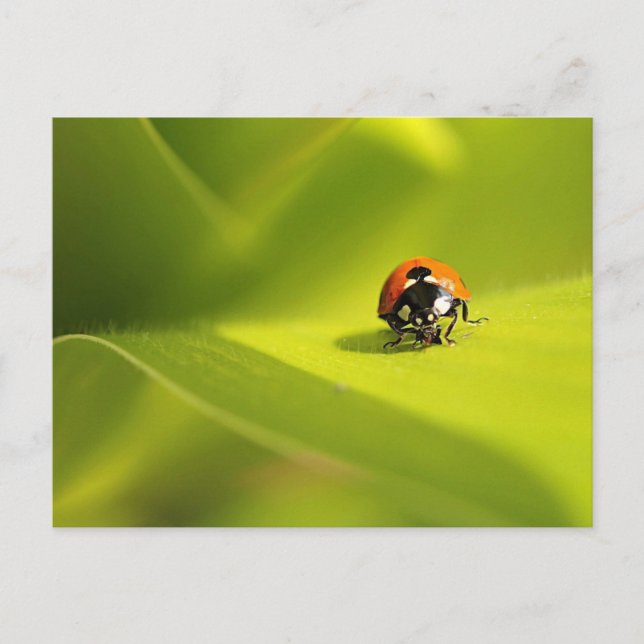 Carte Postale coccinelle (Devant)
