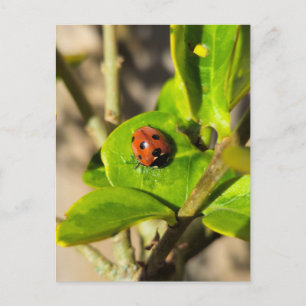 Carte Postale Coccinelle