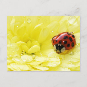 Carte Postale Coccinelle