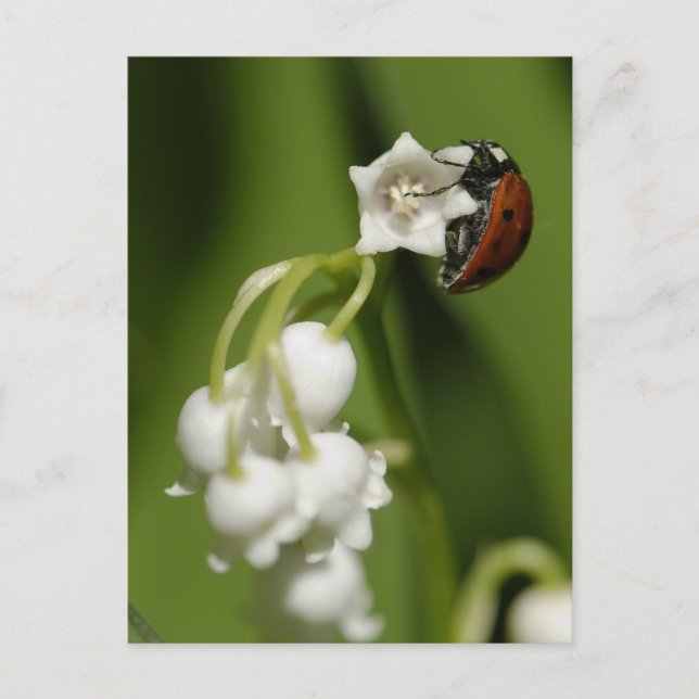 Carte Postale Coccinelle (Devant)