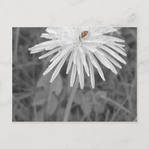 Carte Postale Coccinelle