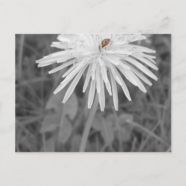 Carte Postale Coccinelle (Devant)