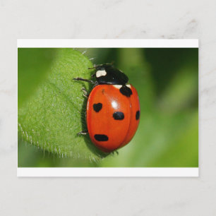 Carte Postale Coccinelle