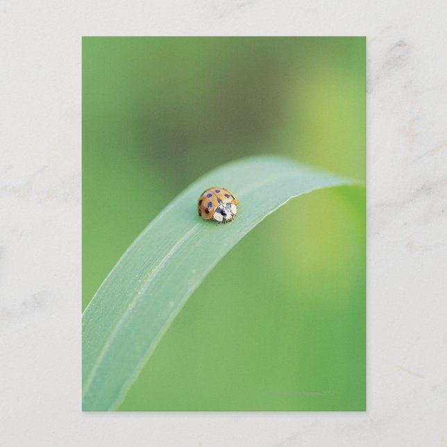 Carte Postale Coccinelle Brown (Devant)