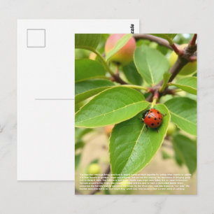 Carte Postale Coccinelle chanceuse 