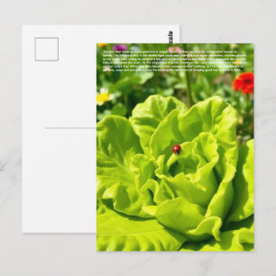 Carte Postale Coccinelle chanceuse 