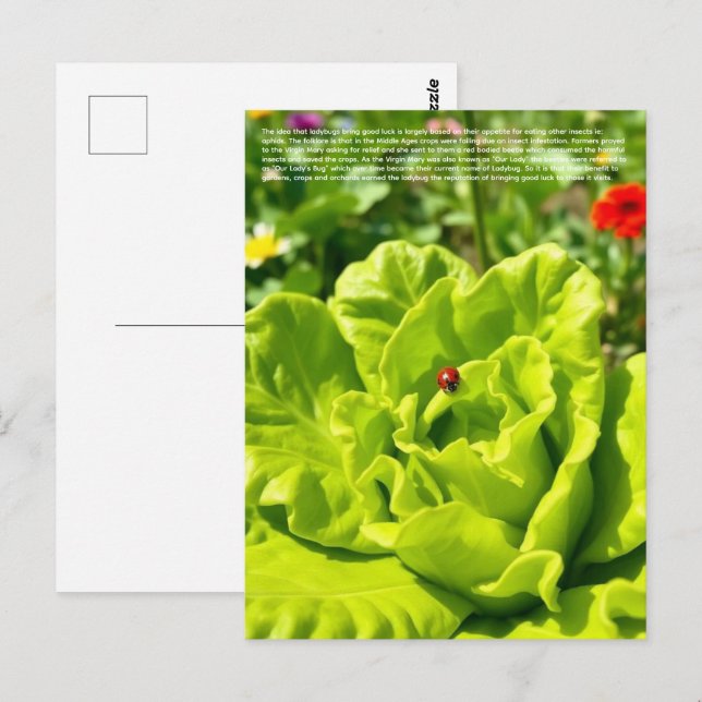 Carte Postale Coccinelle chanceuse  (Devant / Derrière)