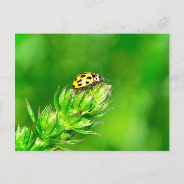 Carte Postale Coccinelle dans la nature verte (Devant)