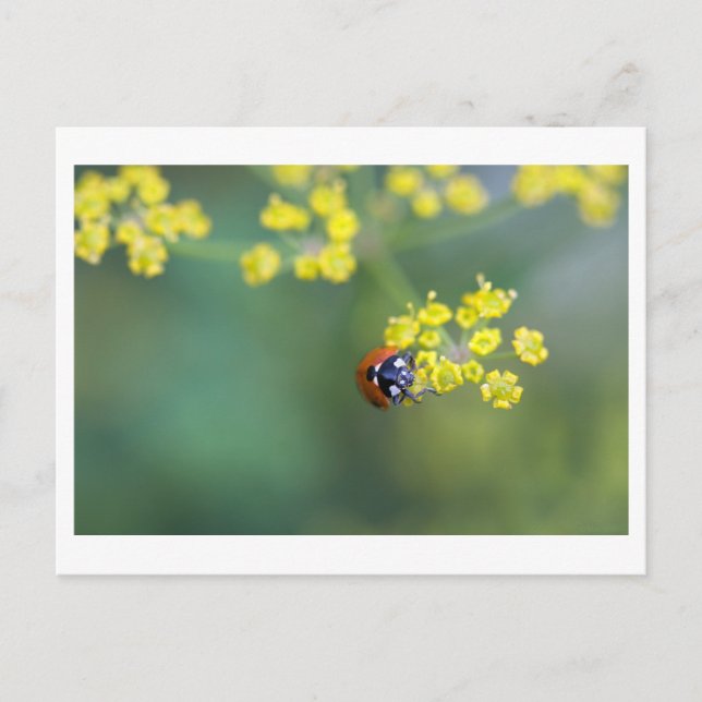 Carte Postale coccinelle de face (Devant)