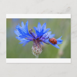 Carte Postale Coccinelle Fleurs Bleues Art Amour Paix Destinée V