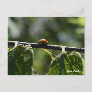 Carte Postale Coccinelle papillon asiatique