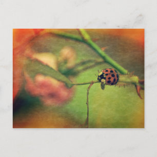 Carte Postale Coccinelle pittoresque