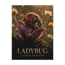 Coccinelle Prairies Fleuris Faune ANIMAL