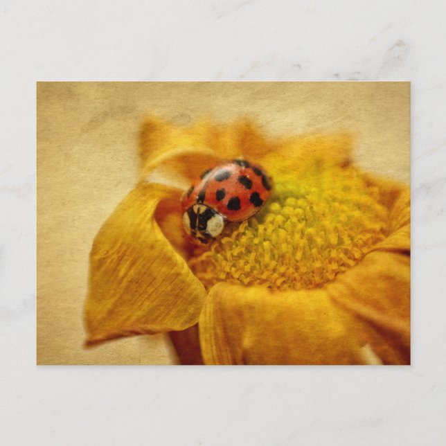 Carte Postale Coccinelle sur fleur jaune (Devant)