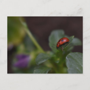 Carte Postale Coccinelle sur fleurs