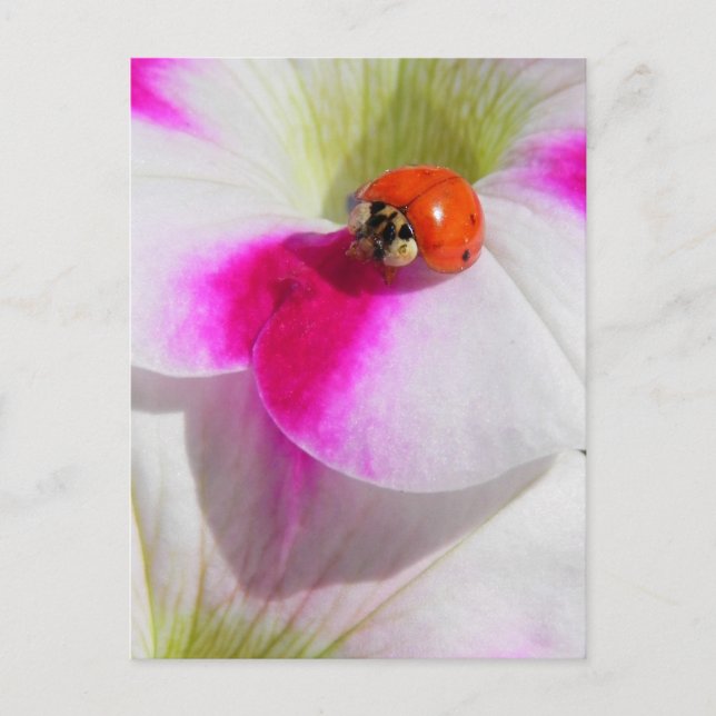 Carte Postale Coccinelle sur le pétunia (Devant)