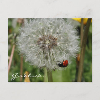 Carte Postale coccinelle sur pissenlit