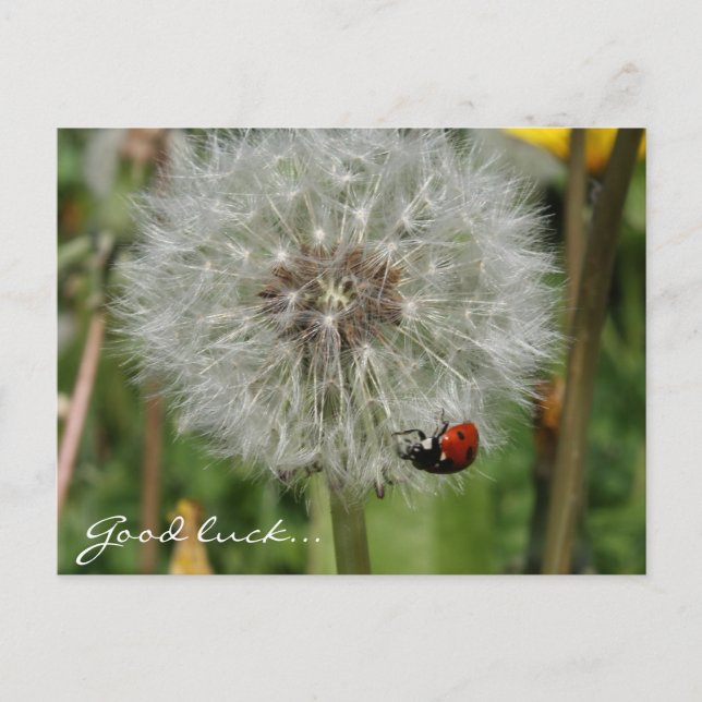 Carte Postale coccinelle sur pissenlit (Devant)
