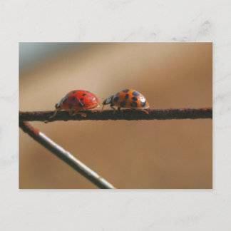 Carte Postale Coccinelles Amies Photographie de la nature