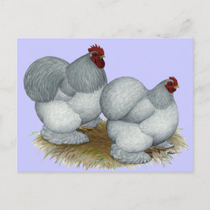 Carte Postale Cochin :  Auto bleu