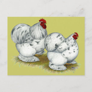 Carte Postale Cochin :  Splash Bantams