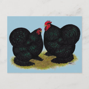 Carte Postale Cochins Black Bantam paire