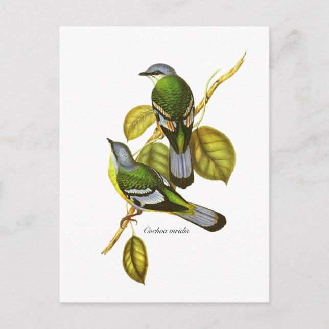 Carte Postale Cochoa vert (Devant)