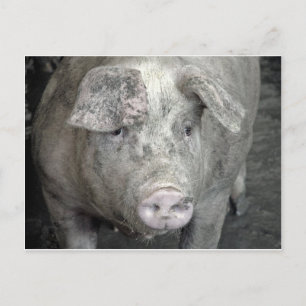 Carte Postale Cochon