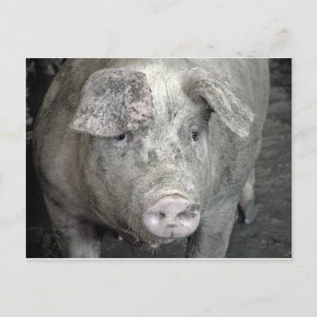 Carte Postale Cochon (Devant)