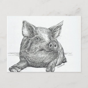Carte Postale Cochon