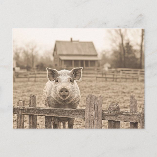 Carte Postale Cochon à la ferme style Vintage (Devant)