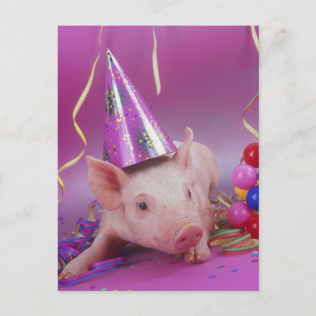 Carte Postale Cochon de fête drôle (Devant)