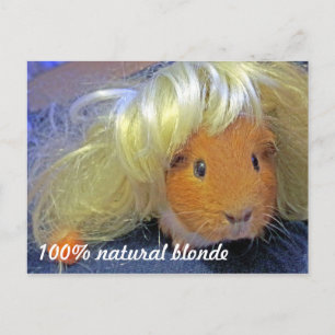 Carte Postale Cochon de Guinée avec perruque blonde