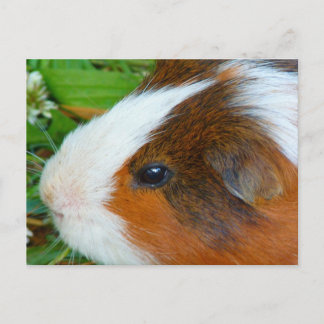 Carte Postale Cochon de Guinée mignon