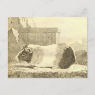 Carte Postale Cochon de Guinée vintage