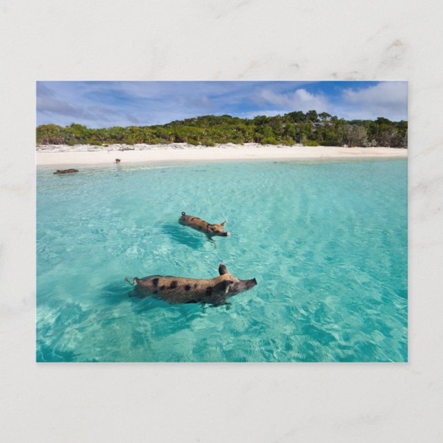 Carte Postale Cochon de natation d'Exuma (Devant)