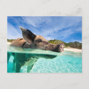 Carte Postale Cochon de natation d'Exuma