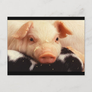 Carte Postale Cochon de porc adorable face Snout