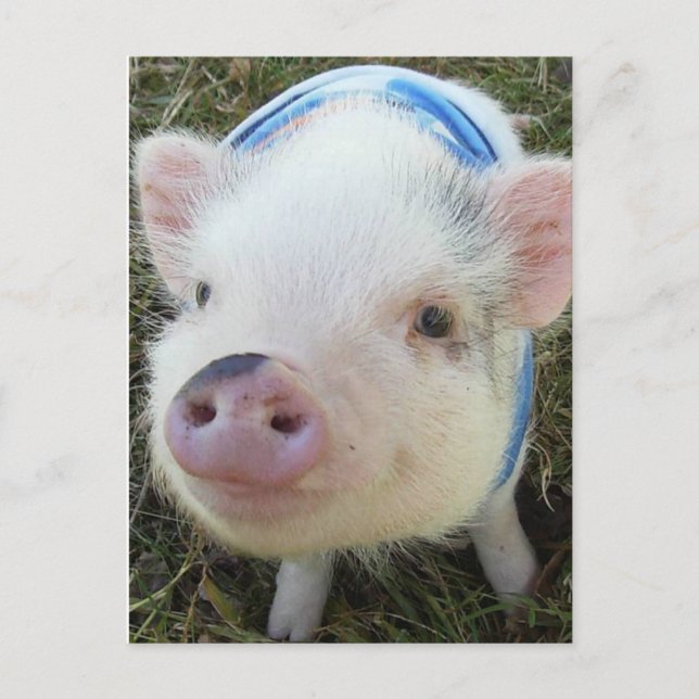 Carte Postale Cochon de ventre mignon (Devant)