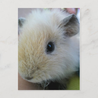 Carte Postale Cochon d'Inde