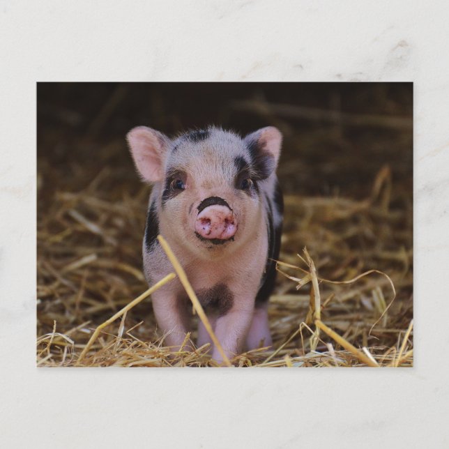 Carte Postale Cochon doux (Devant)