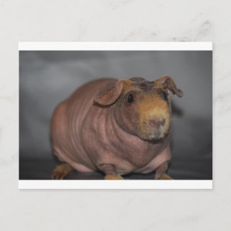 Carte Postale Cochon maigre