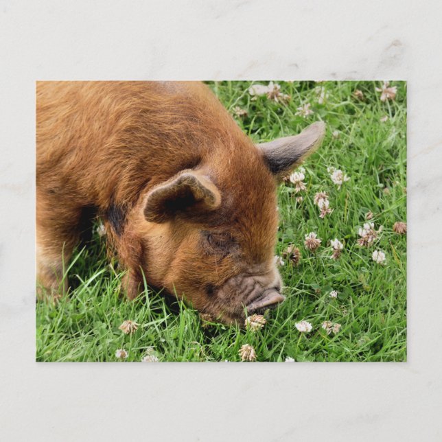 CARTE POSTALE COCHON MIGNON (Devant)