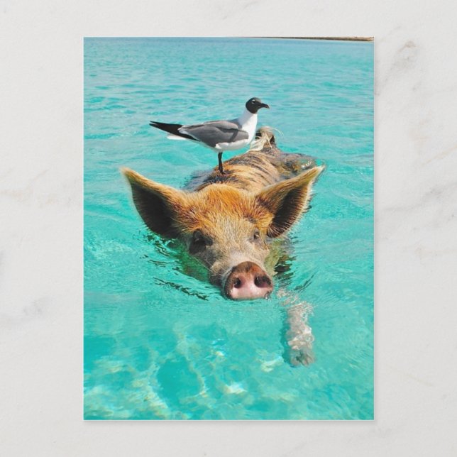 Carte Postale Cochon mignon nageant dans l'eau (Devant)